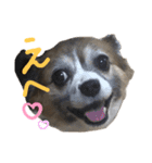 チワパピこっちゃんのスタンプ（個別スタンプ：3）