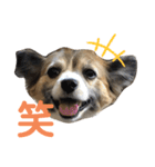 チワパピこっちゃんのスタンプ（個別スタンプ：6）
