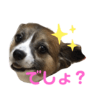 チワパピこっちゃんのスタンプ（個別スタンプ：8）