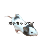千田デラックス（個別スタンプ：1）