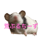 千田デラックス（個別スタンプ：12）