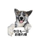 秋田犬_虎（個別スタンプ：2）