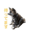 秋田犬_虎（個別スタンプ：3）