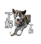 秋田犬_虎（個別スタンプ：4）