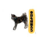 秋田犬_虎（個別スタンプ：5）