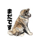 秋田犬_虎（個別スタンプ：7）