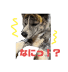 秋田犬_虎（個別スタンプ：8）