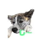 秋田犬_虎（個別スタンプ：9）