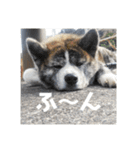 秋田犬_虎（個別スタンプ：11）