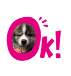 秋田犬_虎（個別スタンプ：12）