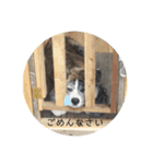 秋田犬_虎（個別スタンプ：13）