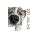 秋田犬_虎（個別スタンプ：14）