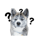 秋田犬_虎（個別スタンプ：15）
