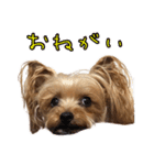 ヨーキーのくぅちゃん②（個別スタンプ：1）