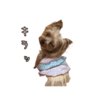 ヨーキーのくぅちゃん②（個別スタンプ：12）