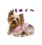 ヨーキーのくぅちゃん②（個別スタンプ：15）
