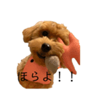 ヤンチャっ子！マルプーのマシェリちゃん♡（個別スタンプ：10）