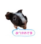 スキニーギニアピッグパンビ2（個別スタンプ：5）