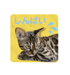 BENGALCAT ROY③（個別スタンプ：9）