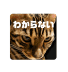 BENGALCAT ROY③（個別スタンプ：14）