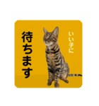 BENGALCAT ROY③（個別スタンプ：18）