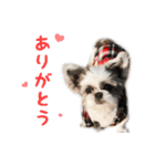 シーズーあんず（個別スタンプ：1）