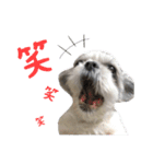 シーズーあんず（個別スタンプ：4）