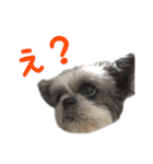 シーズーあんず（個別スタンプ：8）