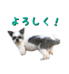 シーズーあんず（個別スタンプ：10）