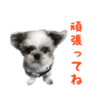 シーズーあんず（個別スタンプ：11）