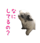 シーズーあんず（個別スタンプ：12）