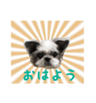 シーズーあんず（個別スタンプ：13）