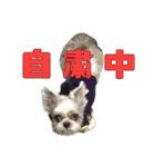 シーズーあんず（個別スタンプ：17）