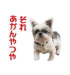 シーズーあんず（個別スタンプ：20）