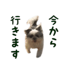 シーズーあんず（個別スタンプ：21）