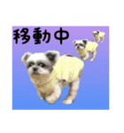 シーズーあんず（個別スタンプ：22）