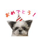 シーズーあんず（個別スタンプ：23）
