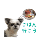 シーズーあんず（個別スタンプ：24）