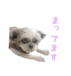 シーズーあんず（個別スタンプ：26）
