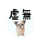 シーズーあんず（個別スタンプ：27）