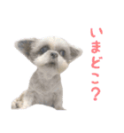 シーズーあんず（個別スタンプ：28）