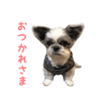 シーズーあんず（個別スタンプ：29）