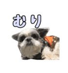 シーズーあんず（個別スタンプ：31）