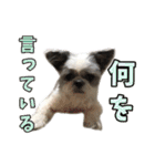 シーズーあんず（個別スタンプ：32）