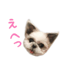 シーズーあんず（個別スタンプ：36）