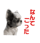 シーズーあんず（個別スタンプ：37）
