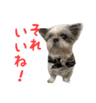 シーズーあんず（個別スタンプ：39）
