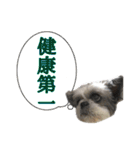 シーズーあんず（個別スタンプ：40）