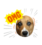 老犬、コーギー（個別スタンプ：1）