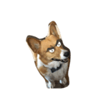 老犬、コーギー（個別スタンプ：2）